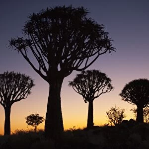 Quiver trees (Aloe dichotoma), Quiver tree forest silhouette, Keetmanshoop