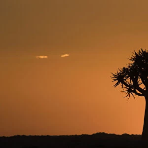 Quiver trees at sunset (kokerboom) (Aloidendron dichotomum) (formerly Aloe dichotoma)