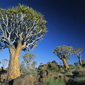 Quivertrees (kokerbooms) in the Quivertree Forest (Kokerboomwoud)