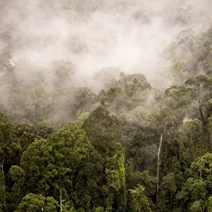Rain mist rising from the forest canopy in Danum Valley, Sabah, Malaysian Borneo, Malaysia, Southeast Asia, Asia