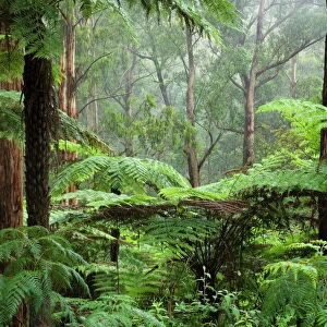 Rainforest, Bunyip State Park, Victoria, Australia, Pacific