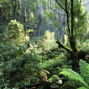 Rainforest, Dandenong Ranges, Victoria, Australia, Pacific