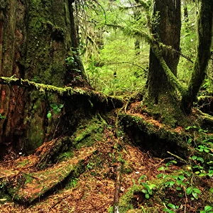 Rainforest, Pacific Rim National Park, Vancouver Island, British Columbia