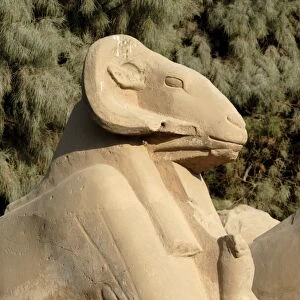 Ram headed sphinx, Temple of Karnak, near Luxor, Thebes, UNESCO World Heritage Site