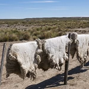 Ranch of La Elvira, Valdes Peninsula, Patagonia, Argentina, South America