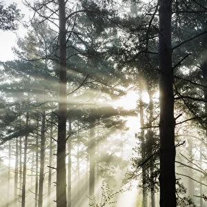 Rays of sun breaking through mist in woodland of scots pine trees, Newtown Common