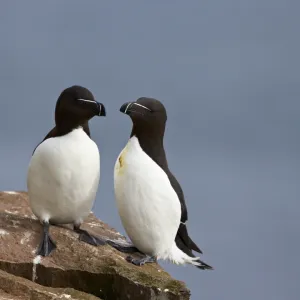 Razorbill (Alca torda) pair, Iceland, Polar Regions