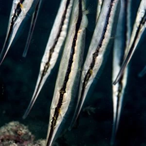Razorfish (Aeoliscus strigatus), Sulawesi, Indonesia, Southeast Asia, Asia