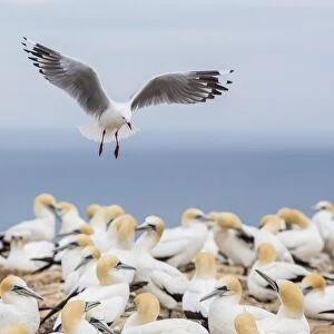 Red-billed gull (Chroicocephalus scopulinus) in gannet breeding colony at Cape Kidnappers, Napier, North Island, New Zealand, Pacific