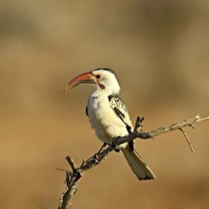 Red-billed hornbill (Tockus erythrorhynchus), Samburu National Reserve