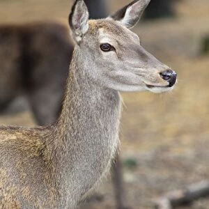 Red deer (Cervus elaphus), Kent, England, United Kingdom, Europe
