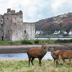 Red deer, Lochranza, Isle of Arran, Scotland, United Kingdom, Europe