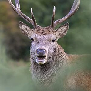 Red deer stag (Cervus elaphus), Arran, Scotland, United Kingdom, Europe
