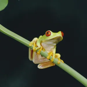 Red eyed tree frog (Agalythnis Callidryas)