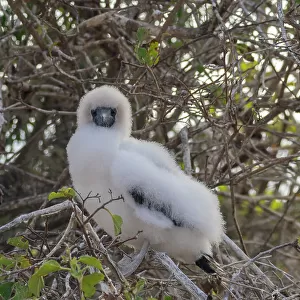 A red-footed booby (Sula sula) chick in a tree at Punta Pitt, San Cristobal Island, Galapagos Islands, UNESCO World Heritage Site, Ecuador, South America