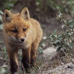 Red fox pup (Vulpes fulva)