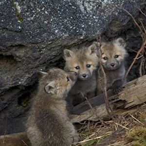 Red Fox (Vulpes vulpes or Vulpes fulva) kits, Yellowstone National Park, Wyoming