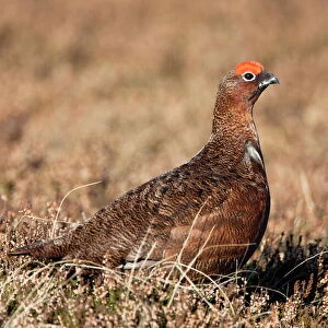 Red grouse (Lagopus lagopus), male, in heather, County Durham, England