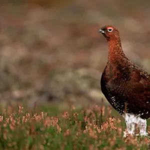 Red grouse (Lagopus lagopus), North Yorkshire, Yorkshire, England, United Kingdom, Europe