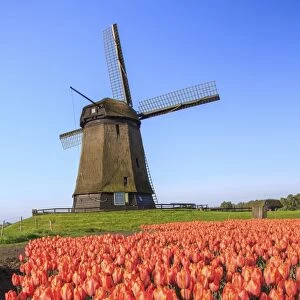 Red and orange tulip fields and the blue sky frame the windmill in spring, Berkmeer