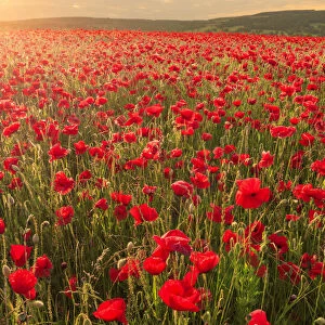 Red poppies, backlit field at sunrise, beautiful wild flowers, Peak District National
