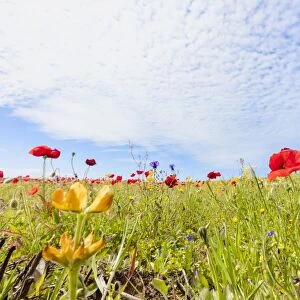 Red poppies and colorful flowers during the spring bloom in green meadows, Alentejo