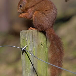 Red squirrel (Sciurus vulgaris), Formby, Liverpool, England, United Kingdom, Europe