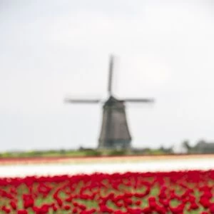 Red tulip fields frame the windmill in spring, Berkmeer, Koggenland, North Holland