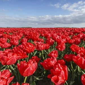 Red tulips and clouds in the sky, Yersekendam, Zeeland province, Netherlands, Europe