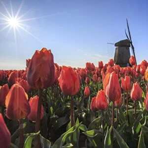 Red tulips in foreground and blue sky frame the windmill in spring, Schermerhorn