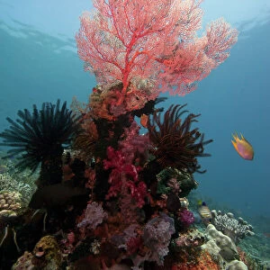Reef scene with sea fan, Komodo, Indonesia, Southeast Asia, Asia