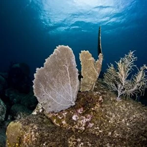 Reef scene with sea fan, St. Lucia, West Indies, Caribbean, Central America