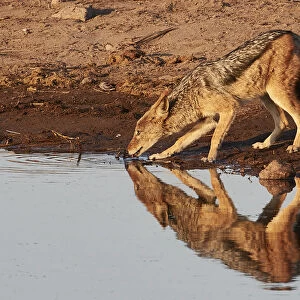 Reflection of a jackal (Canis lupaster) drinking in a waterhole at sunrise