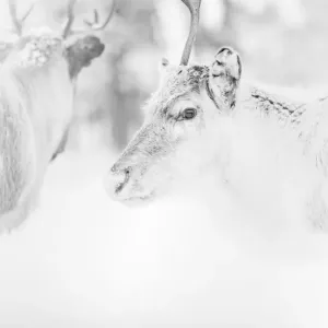 Christmas Wall Art and Decor