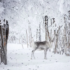 Reindeer in the frozen wood, Levi, Kittila, Lapland, Finland, Europe