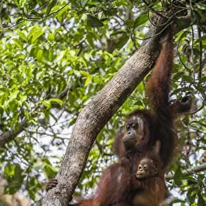 Reintroduced mother and infant orangutan (Pongo pygmaeus) in tree in Tanjung Puting National Park