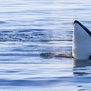 Resident killer whale, Orcinus orca, spy-hopping in Cattle Pass, San Juan Island, Washington, United States of America, North America