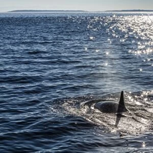 Resident killer whale, Orcinus orca, Cattle Pass, San Juan Island, Washington, United States of America, North America