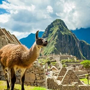 Resident llama, Machu Picchu ruins, UNESCO World Heritage Site, Peru, South America