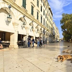 Residents and sleeping dogs, The Liston, Corfu Town, Corfu, Ionian Islands, Greek Islands, Greece, Europe