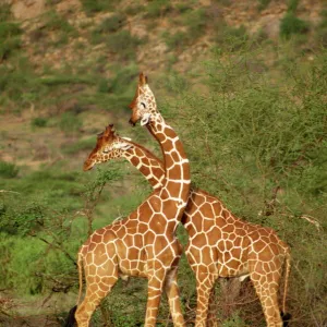 Reticulated giraffe