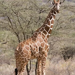 Reticulated giraffe (Giraffa camelopardalis reticulata), Kalama Conservancy, Samburu