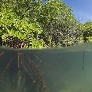 Rhizophora sp. mangrove above and below split shots from Sau Bay, Vanua Levu, Fiji