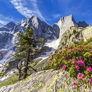 Rhododendrons in flower with the Pizzo Badile in the background, Bregaglia valley