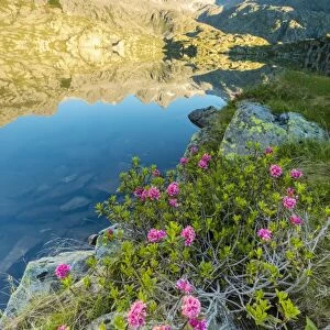 Rhododendrons frame the blue water of Lago Nero at dawn, Cornisello Pinzolo, Brenta Dolomites