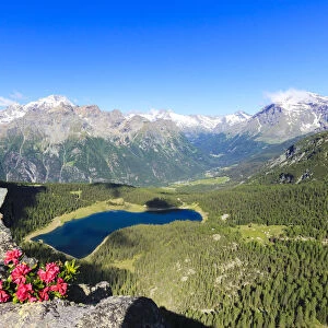 Rhododendrons and Lake Palu framed by Mount Disgrazia seen from Monte Roggione, Malenco Valley