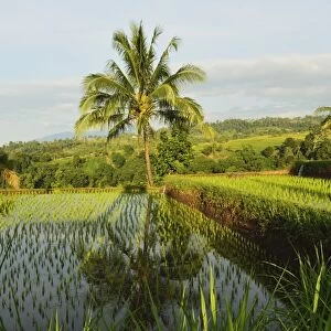 Rice fields, Senaru, Lombok, Indonesia, Southeast Asia, Asia