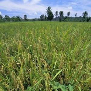 Rice growing in paddy field