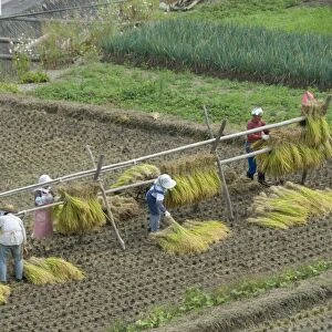 Rice harvest, hanging out cut rice to dry, Hiraizumi, Iwate-ken, northern Honshu