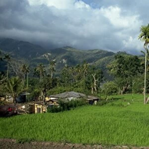 Rice paddies in a rural landscape at Moni
